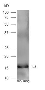 IL-3 Antibody in Western Blot (WB)