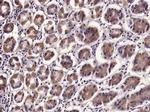 IL-17B Antibody in Immunohistochemistry (Paraffin) (IHC (P))