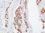 IL-17C Antibody in Immunohistochemistry (Paraffin) (IHC (P))