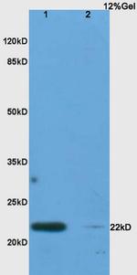 IL-17C Antibody in Western Blot (WB)