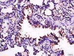 IL-33 Antibody in Immunohistochemistry (Paraffin) (IHC (P))