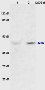 ERK1 + 2 Antibody in Western Blot (WB)