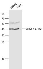 ERK1 + 2 Antibody in Western Blot (WB)