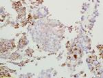 GPNMB Antibody in Immunohistochemistry (Paraffin) (IHC (P))