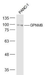 GPNMB Antibody in Western Blot (WB)