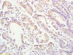 ApoA4 Antibody in Immunohistochemistry (Paraffin) (IHC (P))