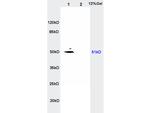 MCT4 Antibody in Western Blot (WB)