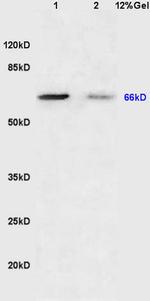 Semaphorin 7A Antibody in Western Blot (WB)