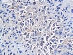 CD150 Antibody in Immunohistochemistry (Paraffin) (IHC (P))