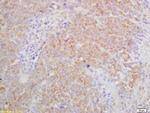 IL-27RA Antibody in Immunohistochemistry (Paraffin) (IHC (P))