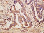 TLR6 Antibody in Immunohistochemistry (Paraffin) (IHC (P))