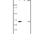 TNFRSF13B Antibody in Western Blot (WB)