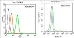 CACNA1G Antibody in Flow Cytometry (Flow)