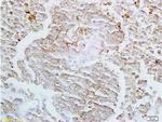 Claudin 4 Antibody in Immunohistochemistry (Paraffin) (IHC (P))