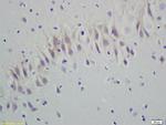 RGS5 Antibody in Immunohistochemistry (Paraffin) (IHC (P))