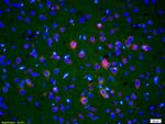 Endonuclease G Antibody in Immunohistochemistry (Paraffin) (IHC (P))