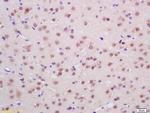 Endonuclease G Antibody in Immunohistochemistry (Paraffin) (IHC (P))