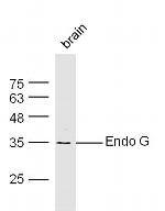 Endonuclease G Antibody in Western Blot (WB)