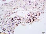 TNFAIP3 Antibody in Immunohistochemistry (Paraffin) (IHC (P))