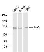 Jak3 Antibody in Western Blot (WB)