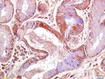 JNK1/2 Antibody in Immunohistochemistry (Paraffin) (IHC (P))