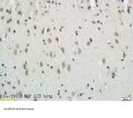 MAP1A/MAP1B LC3 A/B Antibody in Immunohistochemistry (Paraffin) (IHC (P))