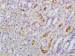 Klotho Antibody in Immunohistochemistry (Paraffin) (IHC (P))