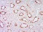 Klotho Antibody in Immunohistochemistry (Paraffin) (IHC (P))