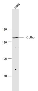 Klotho Antibody in Western Blot (WB)