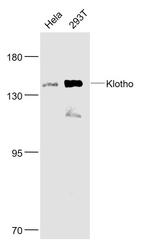 Klotho Antibody in Western Blot (WB)