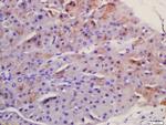 Frizzled 5/8 Antibody in Immunohistochemistry (Paraffin) (IHC (P))