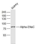 Alpha-ENaC Antibody in Western Blot (WB)