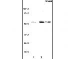 RBPJK Antibody in Western Blot (WB)