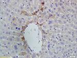 Vitamin D Receptor/VDR Antibody in Immunohistochemistry (Paraffin) (IHC (P))