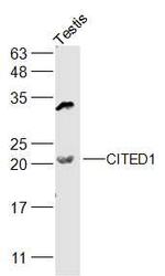 CITED1 Antibody in Western Blot (WB)