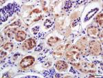 CYP2D6 Antibody in Immunohistochemistry (Paraffin) (IHC (P))