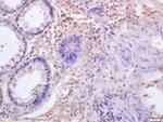 IRF3 Antibody in Immunohistochemistry (Paraffin) (IHC (P))