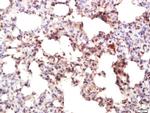 IRF7 Antibody in Immunohistochemistry (Paraffin) (IHC (P))