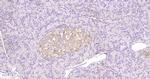 Phospho-Bax (Ser184) Antibody in Immunohistochemistry (Paraffin) (IHC (P))