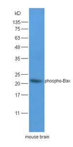 Phospho-Bax (Ser184) Antibody in Western Blot (WB)