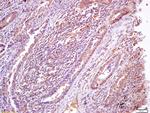 Phospho-AMPK beta 1 (Ser182) Antibody in Immunohistochemistry (Paraffin) (IHC (P))