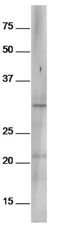 Phospho-Bcl-2 (Ser70) Antibody in Western Blot (WB)