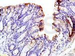 Phospho-GCN2 (Thr667) Antibody in Immunohistochemistry (Paraffin) (IHC (P))