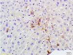 Phospho-GCN2 (Thr667) Antibody in Immunohistochemistry (Paraffin) (IHC (P))