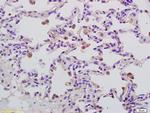 Phospho-GAB2 (Ser159) Antibody in Immunohistochemistry (Paraffin) (IHC (P))