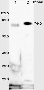 Phospho-GAB2 (Ser159) Antibody in Western Blot (WB)