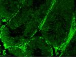 Phospho-HSP90 alpha (Thr5, Thr7) Antibody in Immunohistochemistry (Paraffin) (IHC (P))