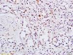 Phospho-HSP90 alpha (Thr5, Thr7) Antibody in Immunohistochemistry (Paraffin) (IHC (P))