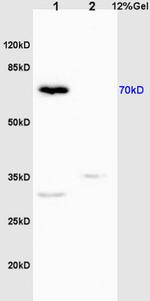 Phospho-IRAK1 (Thr209) Antibody in Western Blot (WB)