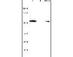Phospho-IRF7 (Ser471, Ser472) Antibody in Western Blot (WB)